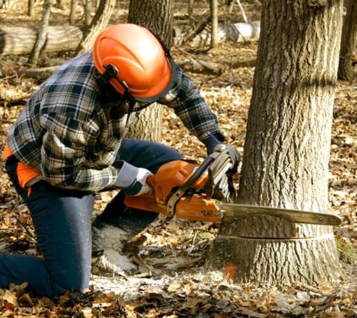 Tree Removal in Bingham, NE
